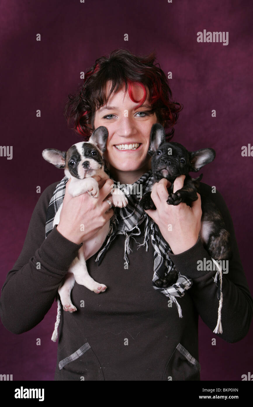 Bulldog francese cuccioli Foto Stock