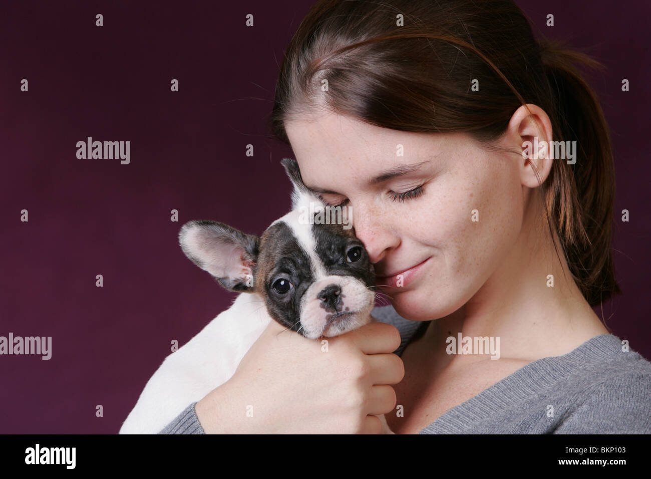 Bulldog francese cucciolo Foto Stock