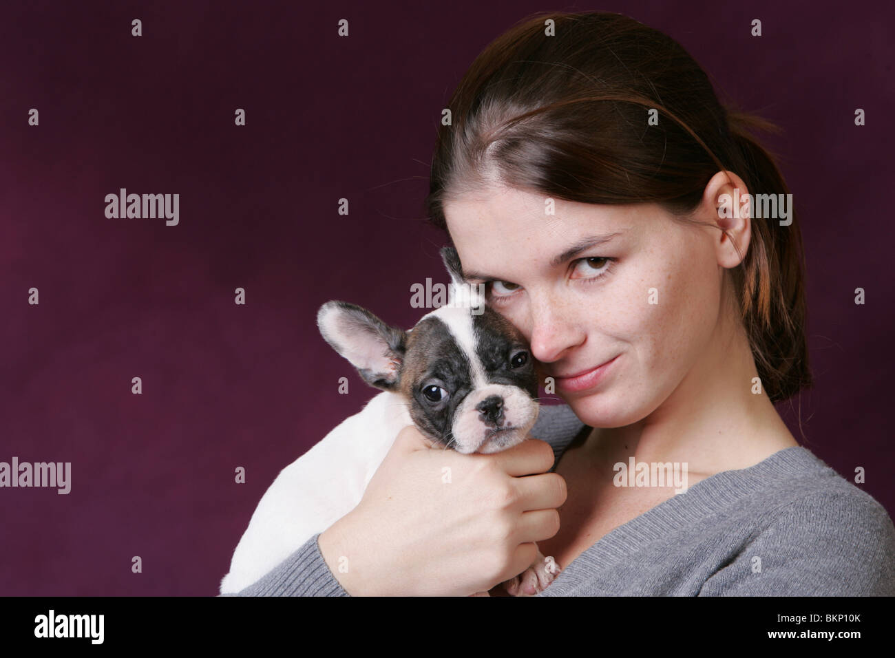 Bulldog francese cucciolo Foto Stock