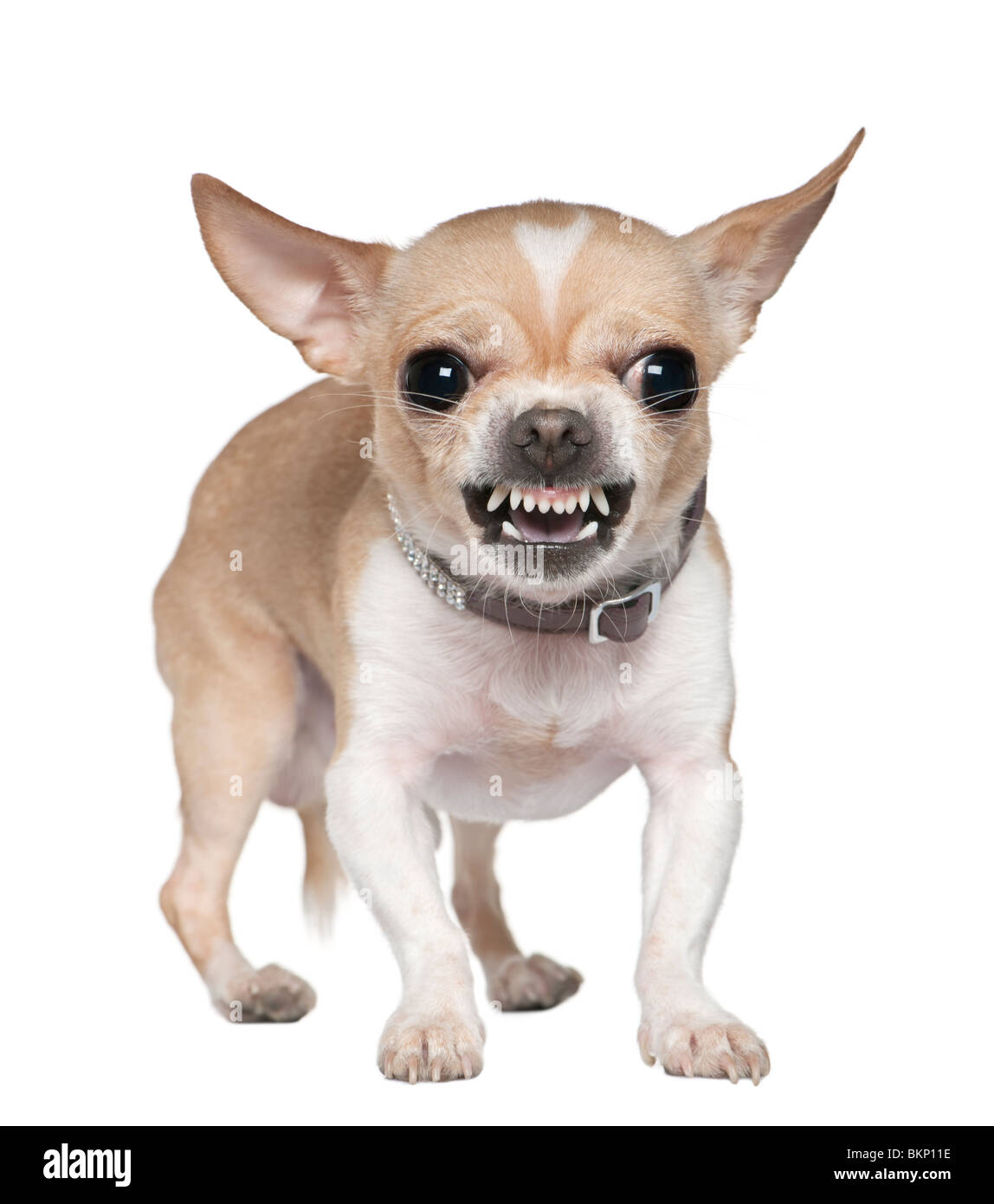 Arrabbiato Chihuahua ringhiando, 2 anni, di fronte a uno sfondo bianco Foto Stock