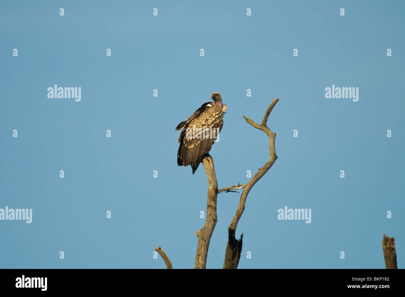 Rüppell il Grifone Gyps rueppellii seduto su un albero secco Foto Stock