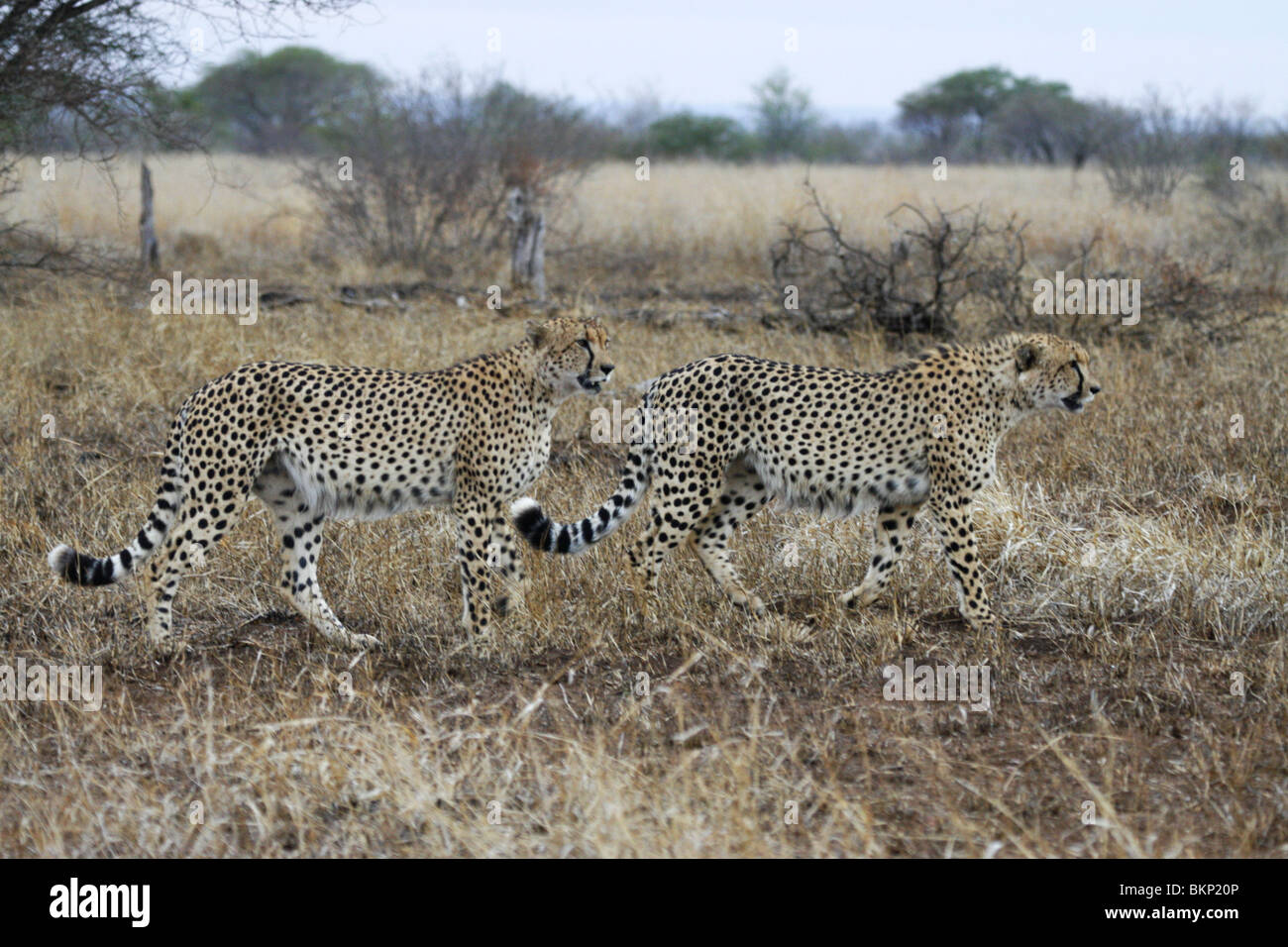 Due fratelli ghepardo nel parco di Kruger, Sud Africa Foto Stock Due fratelli ghepardo nel parco di Kruger, Sud Africa Foto Stock