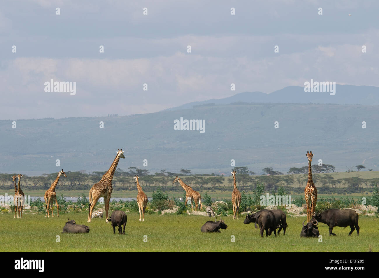 La diversità animale nella prateria savannah Foto Stock