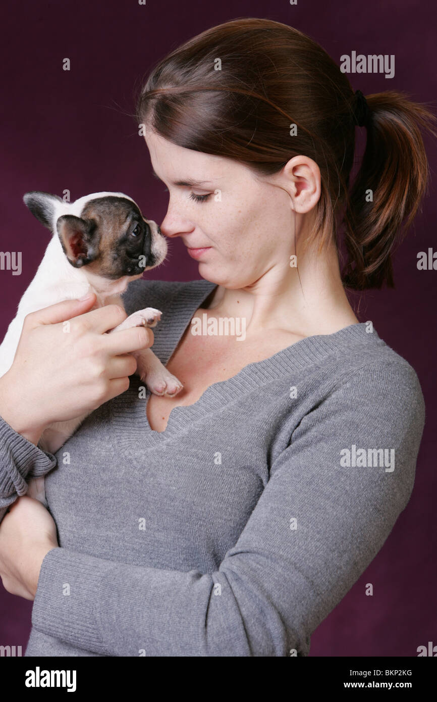 Bulldog francese cucciolo Foto Stock