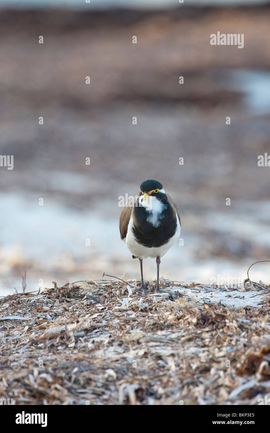 Nastrare Pavoncella. Vanellus tricolore. Australia Rottnest Island Foto Stock