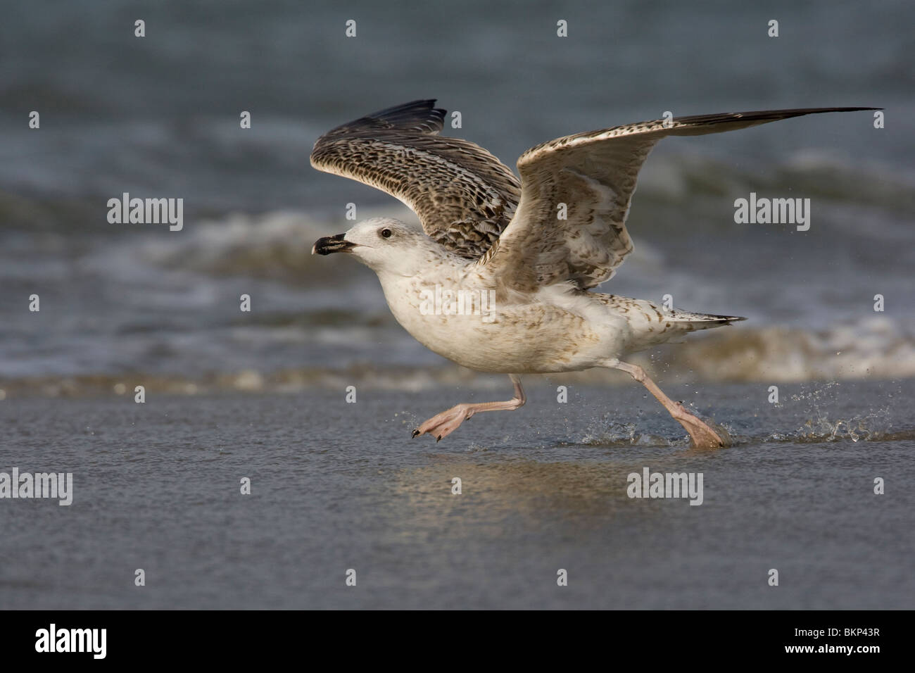 A partire da volare; avviare van de vlucht Foto Stock