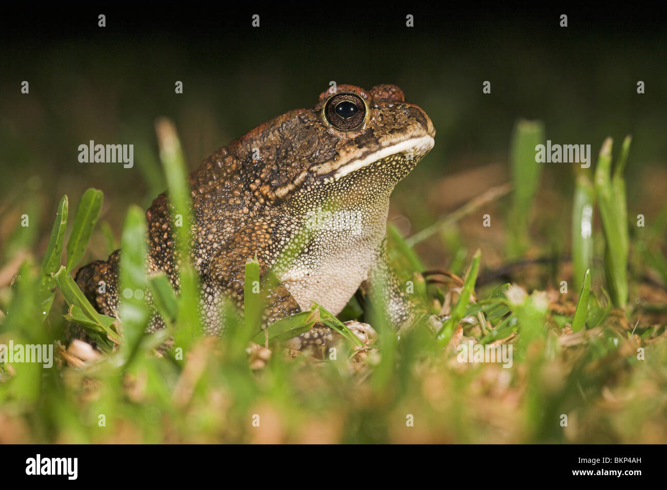 Foto di un rospo gutteral tra erba verde dopo la pioggia durante la notte Foto Stock