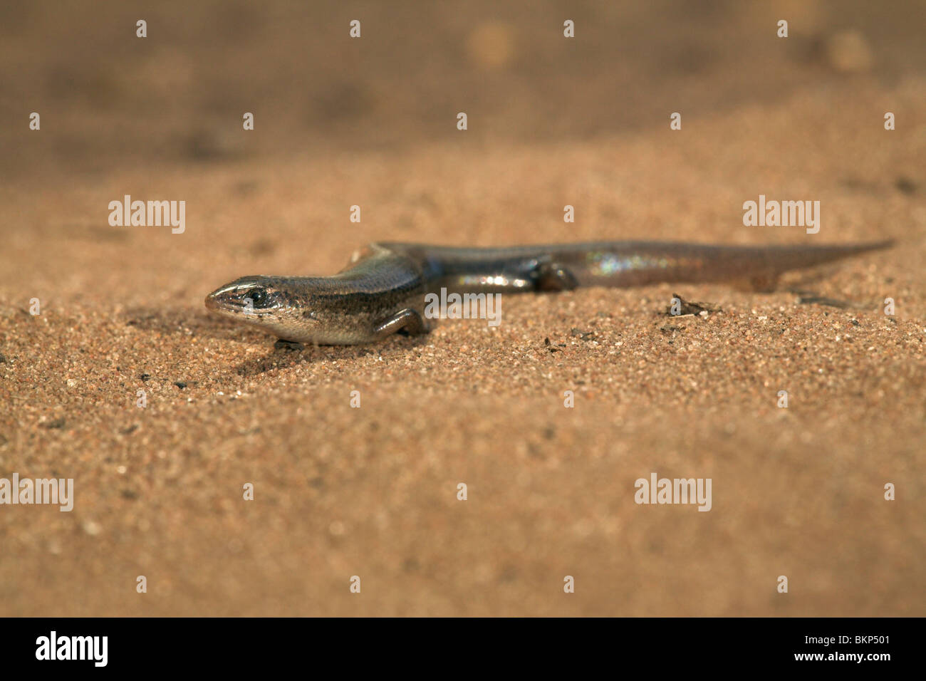 Foto van een Wahlberg's Slangenoog skink op Zand; foto di un Wahlberg's snake-eyed skink sulla sabbia; Foto Stock