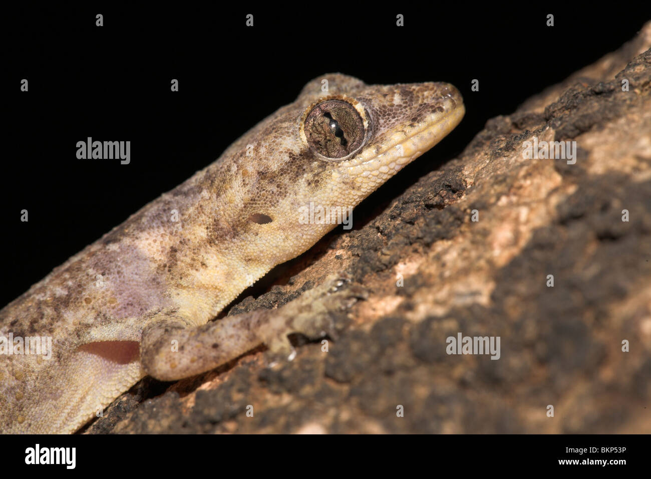 Foto di Moreau casa tropicale Gecko su un albero Foto Stock
