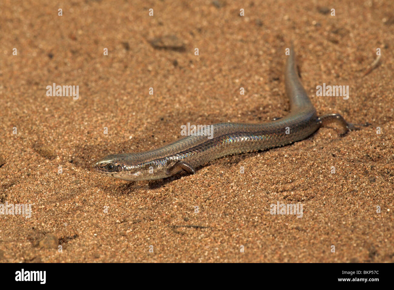 Foto van een Wahlberg's Slangenoog skink op Zand; foto di un Wahlberg's snake-eyed skink sulla sabbia; Foto Stock