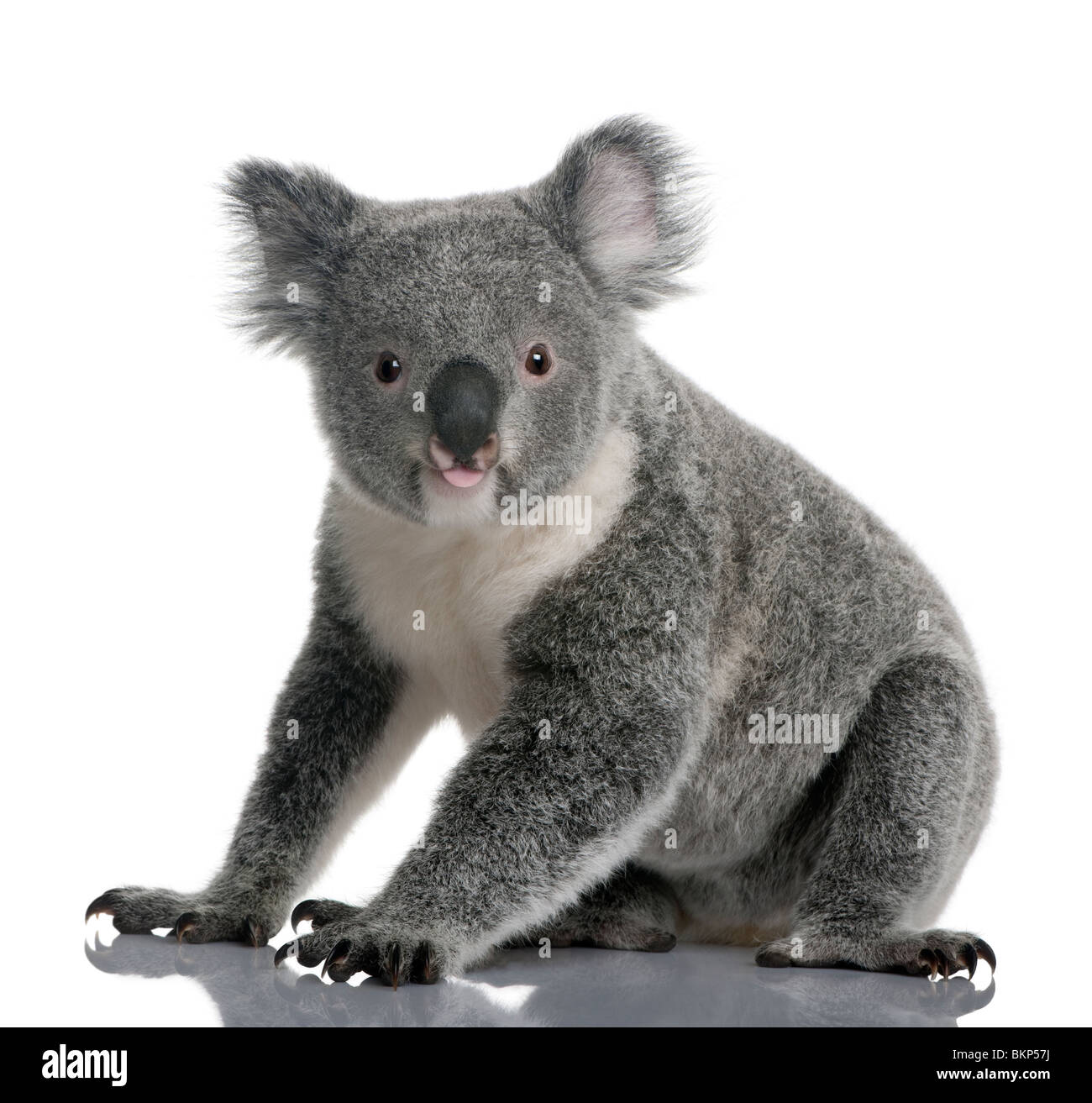 I giovani portano il koala, Phascolarctos cinereus, quattordici mesi, seduto di fronte a uno sfondo bianco Foto Stock