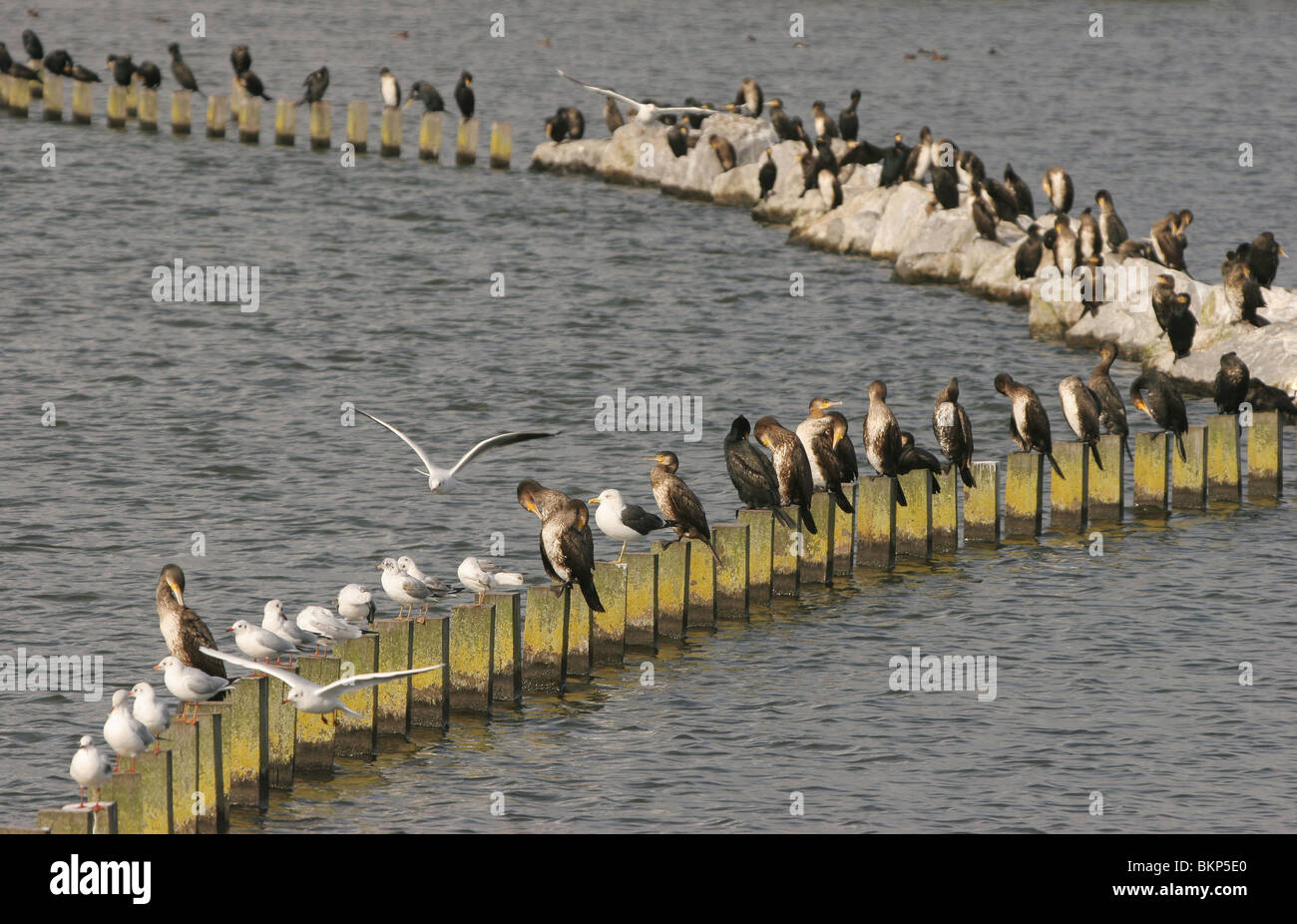 Groep doortrekkende Aalscholvers op de strekdam in het Nijkerkernauw, porta vergezeld meeuwen.; Gruppo di cormorani Foto Stock