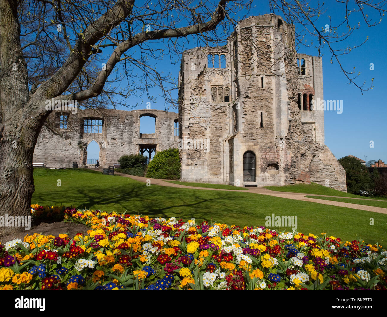 Piuttosto fiori di primavera in Newark Castle Gardens, Nottinghamshire England Regno Unito Foto Stock