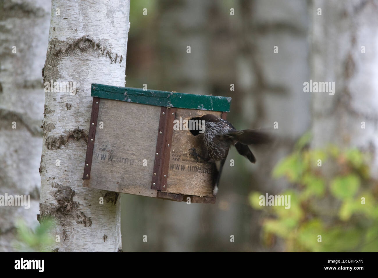 Notenkraker bij nestkast; Schiaccianoci a nestbox Foto Stock