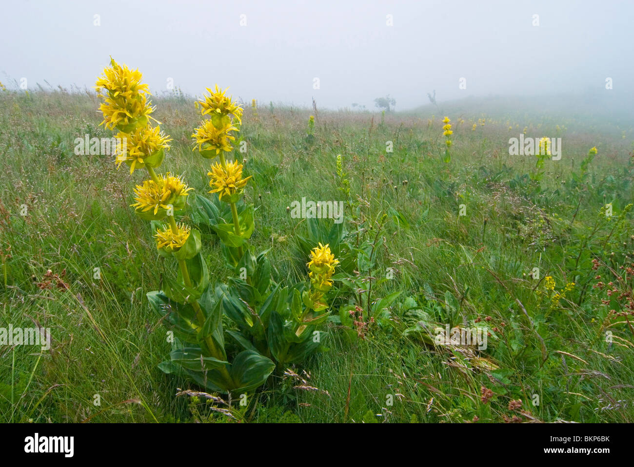 Gele gentiaan in de vogezen incontrato la nebbia; grande Genziana nelle montagne Vosges nella nebbia; Foto Stock