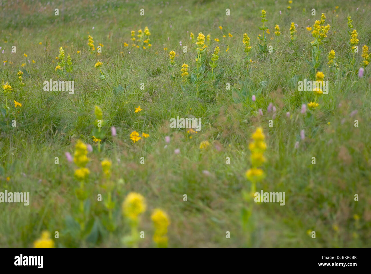 Gele gentianen in de vogezen; grande Genziana nelle montagne Vosges; Foto Stock