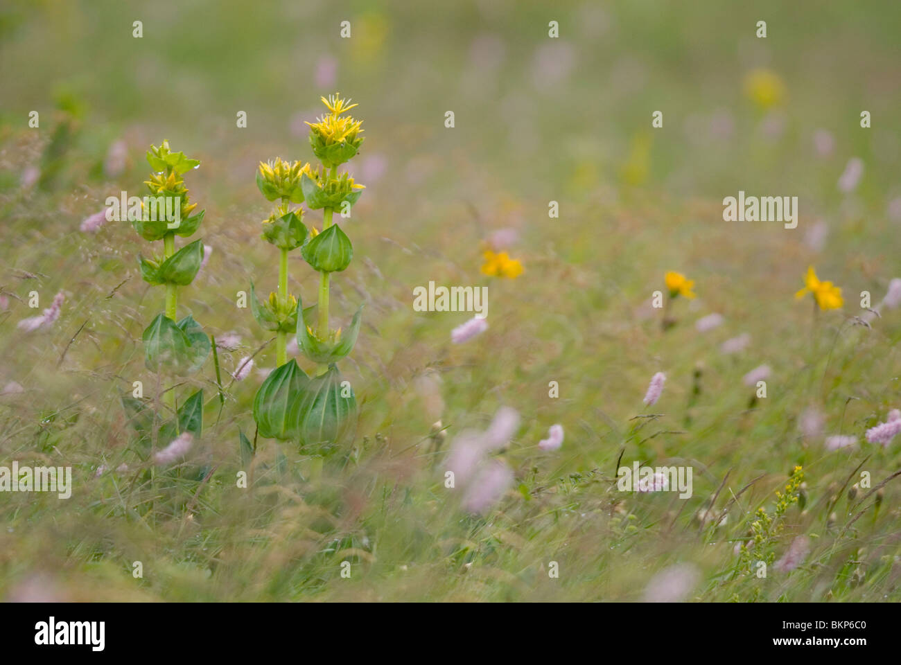 Gele gentiaan; Gentiana lutea; grande Genziana; Gentiane jaune Foto Stock