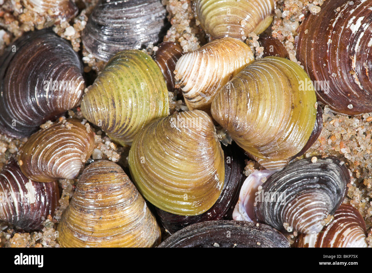 Foto van een grote hoeveelheid van de exotische Aziatische korfmossels op een strand langs de Waal; foto di un sacco di invasiva vongole Asiatiche su una spiaggia lungo un grande fiume nei Paesi Bassi Foto Stock