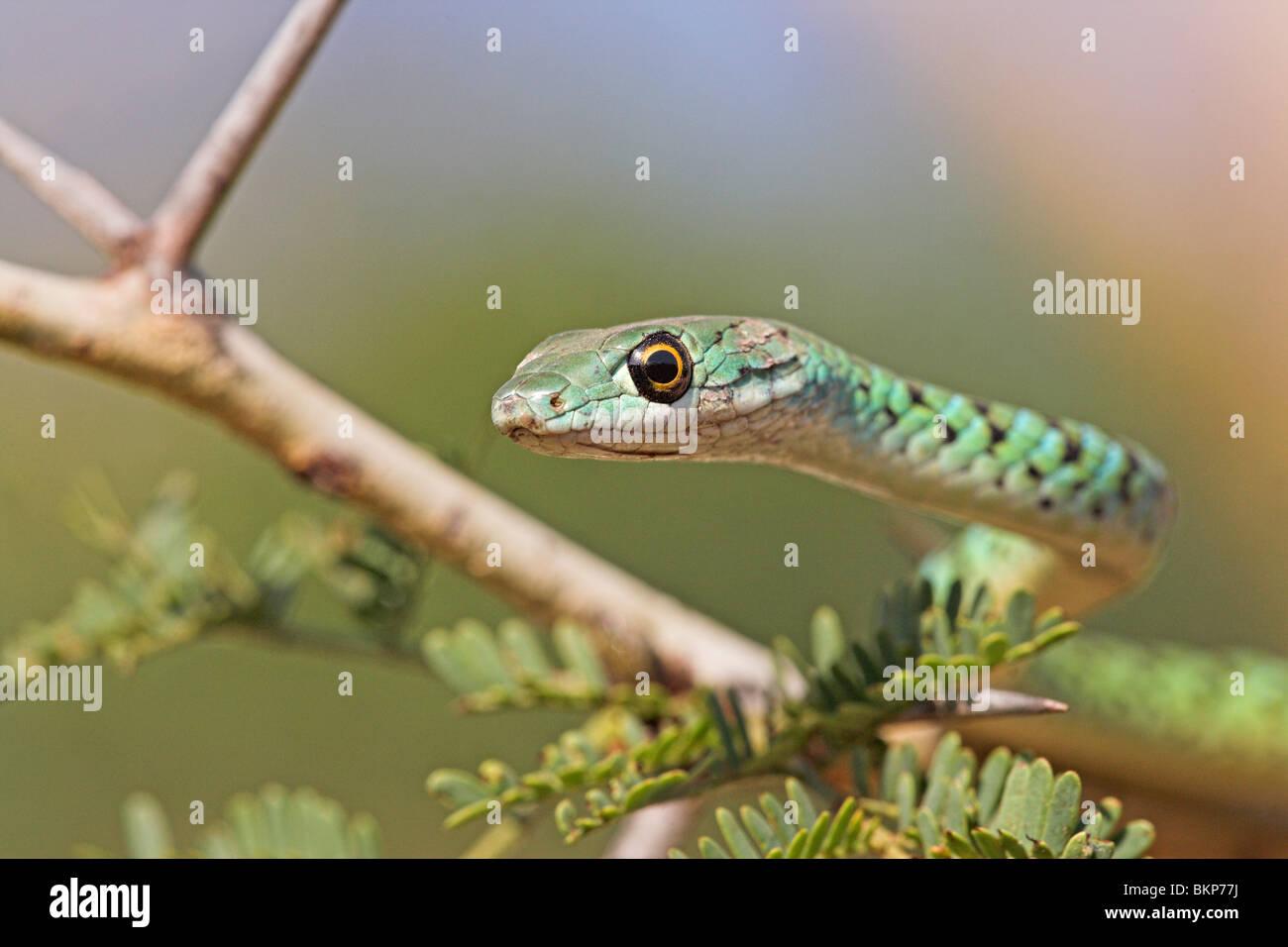 Ritratto colorato di una bussola maculato snake in una struttura ad albero accacia Foto Stock
