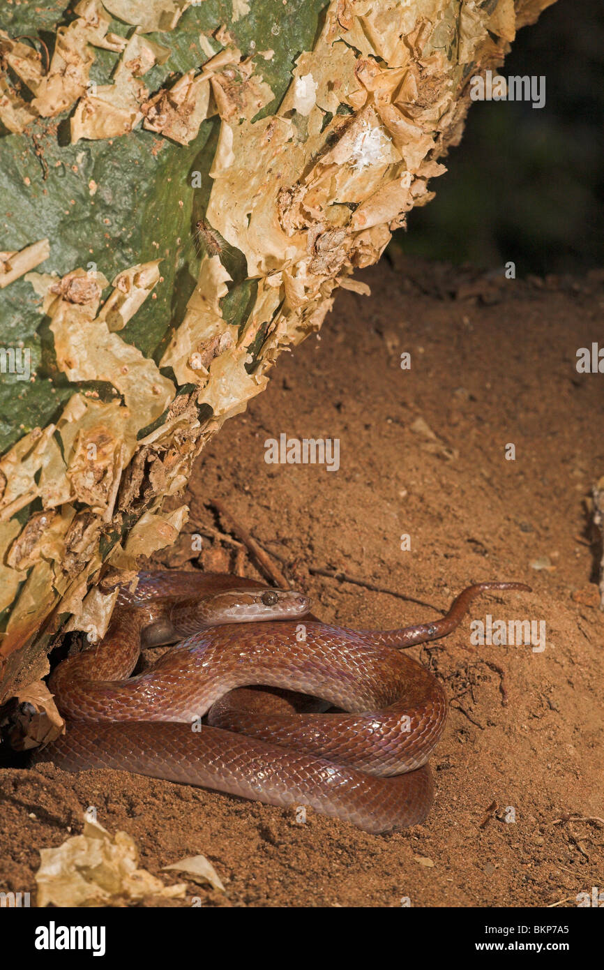 Foto di una casa marrone snake alla base di un albero Foto Stock