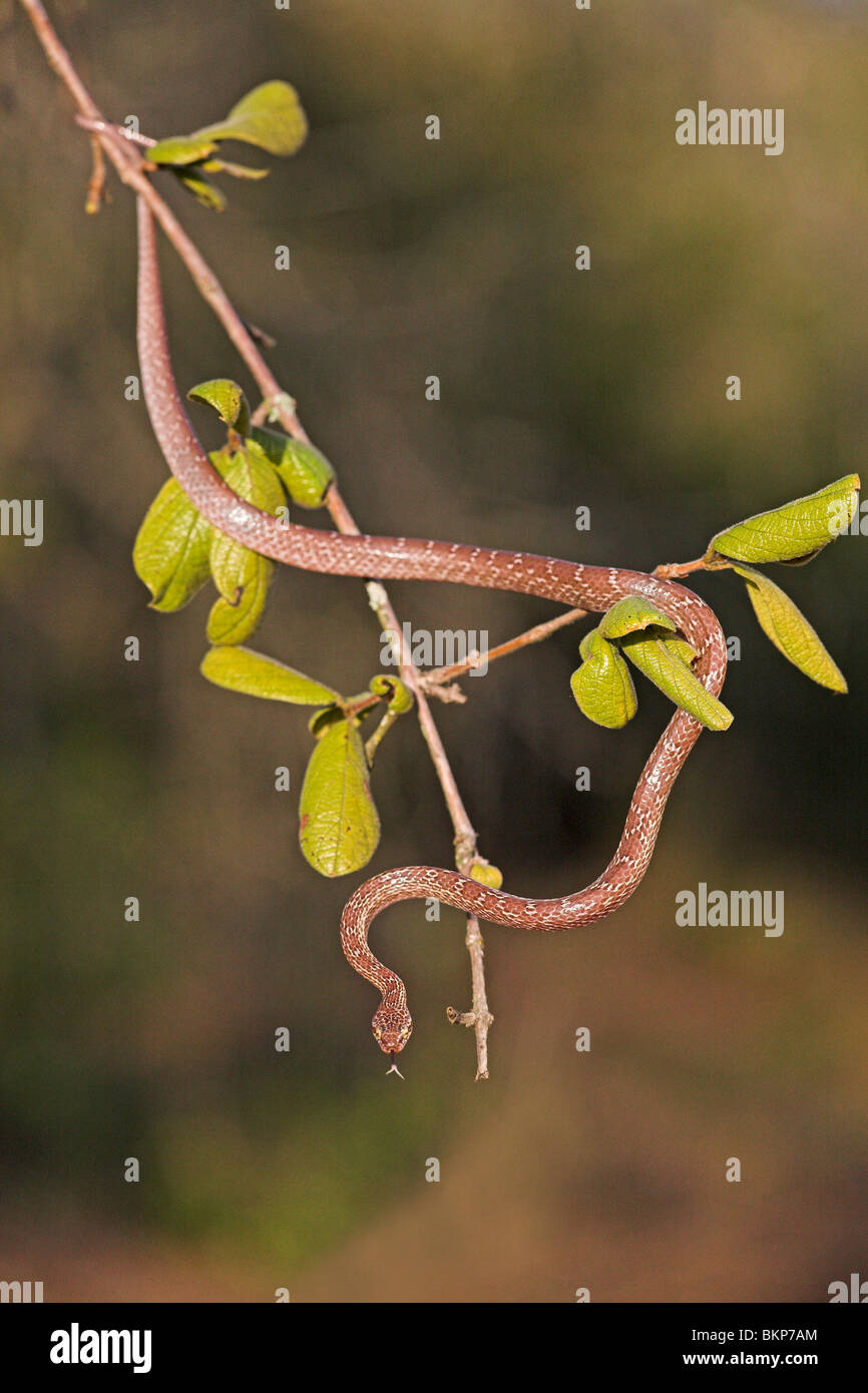 Foto di un albero in marmo snake in una struttura ad albero con foglie di colore verde Foto Stock