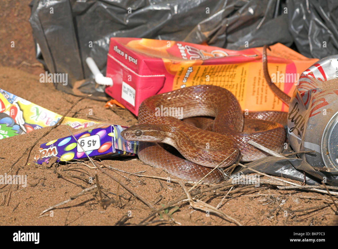 Foto di una casa marrone snake tra immondizia colorati, casa marrone serpenti spesso vivono circa gli esseri umani come loro a caccia di topi e ratti che sono attratti da esse. Foto Stock