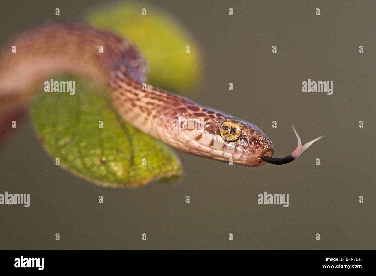 Foto di un albero in marmo snake in una struttura ad albero con foglie di colore verde Foto Stock