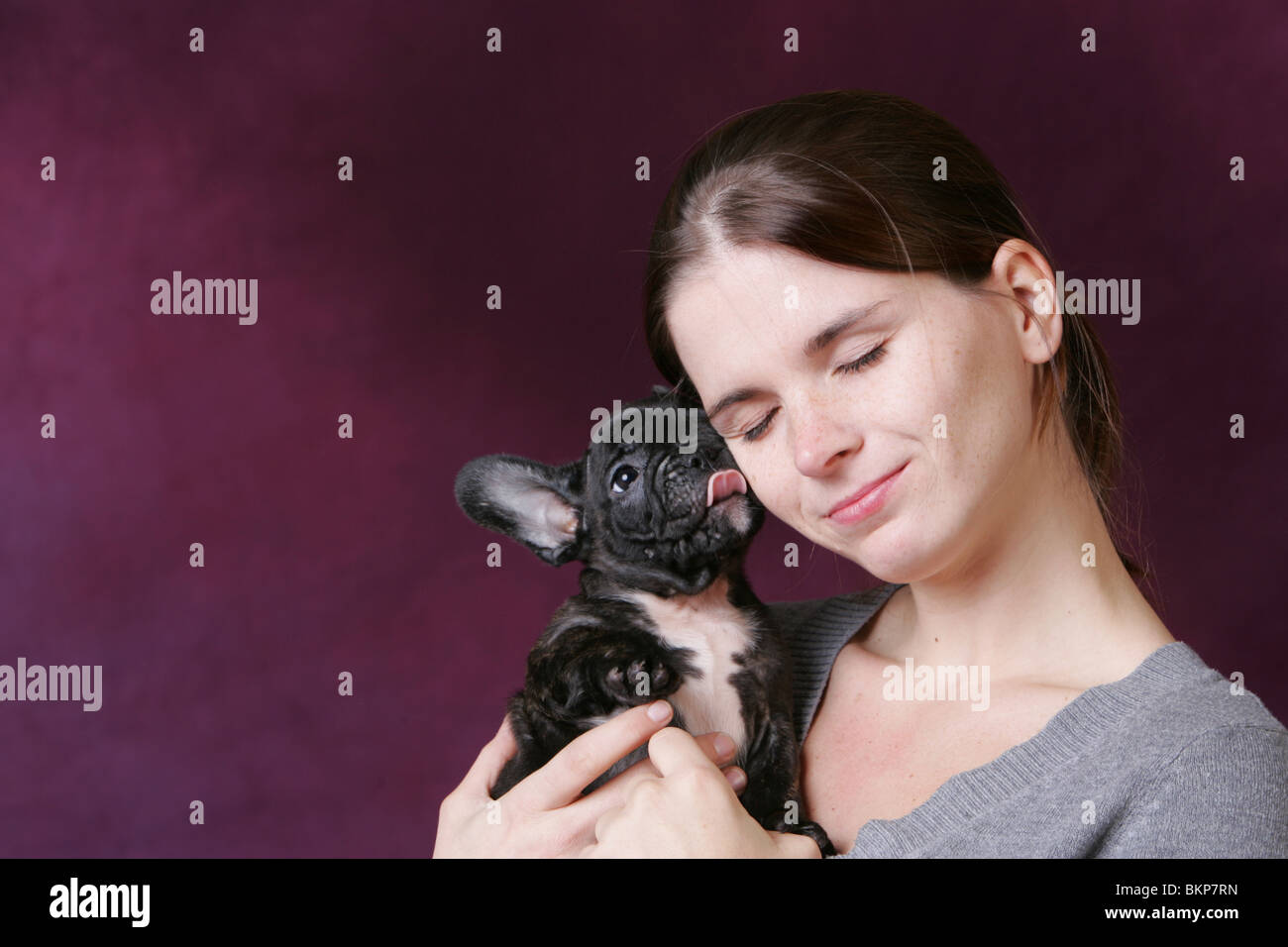 Bulldog francese cucciolo Foto Stock