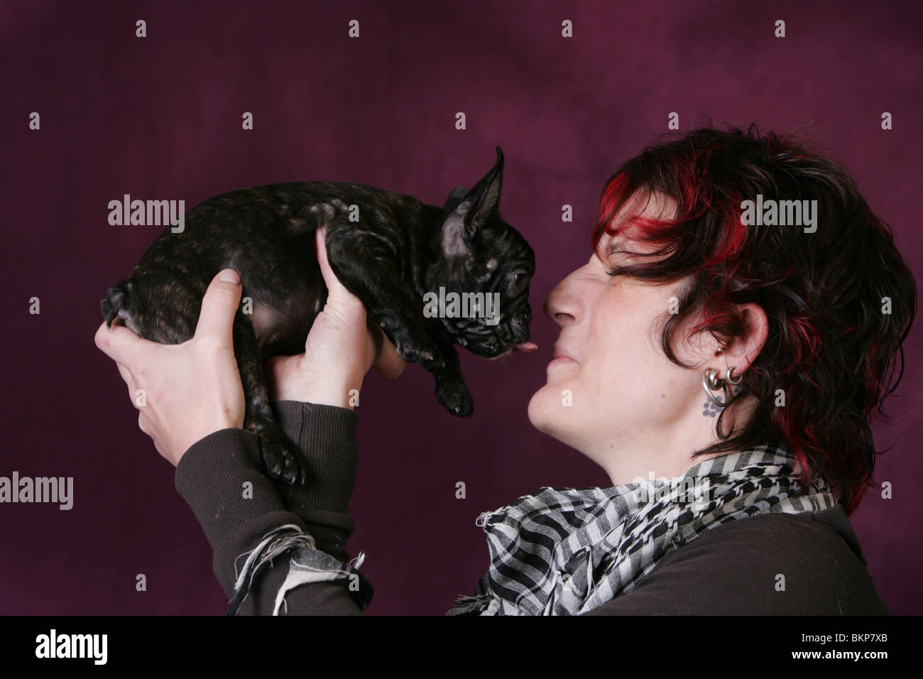 Bulldog francese cucciolo Foto Stock