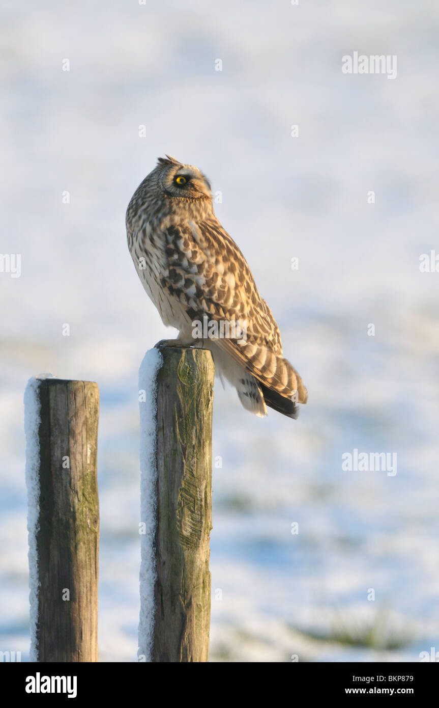 Velduil op besneeuwd paaltje in sneeuwlandschap, zijaanzicht; breve-eared Owl su strade coperte di neve palo di legno nel paesaggio di neve Foto Stock