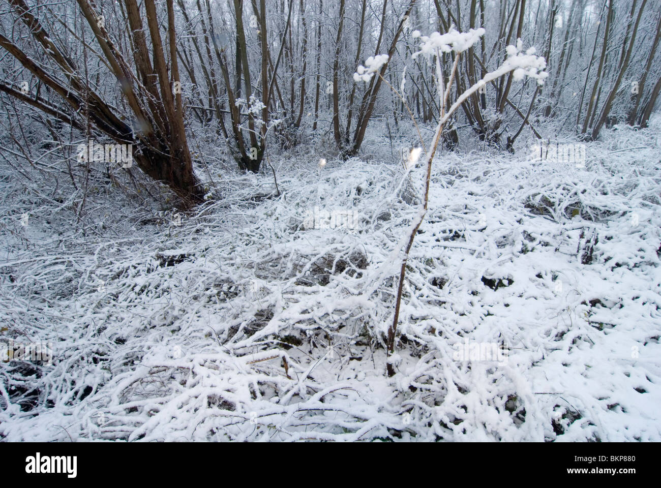 Bosreservaat en voormalig getijdengriend de Beerenplaat tijdens een winterse bui nel novembre; la foresta di marea riserva naturale de Beerenplaat durante una tempesta di neve in novembre Foto Stock