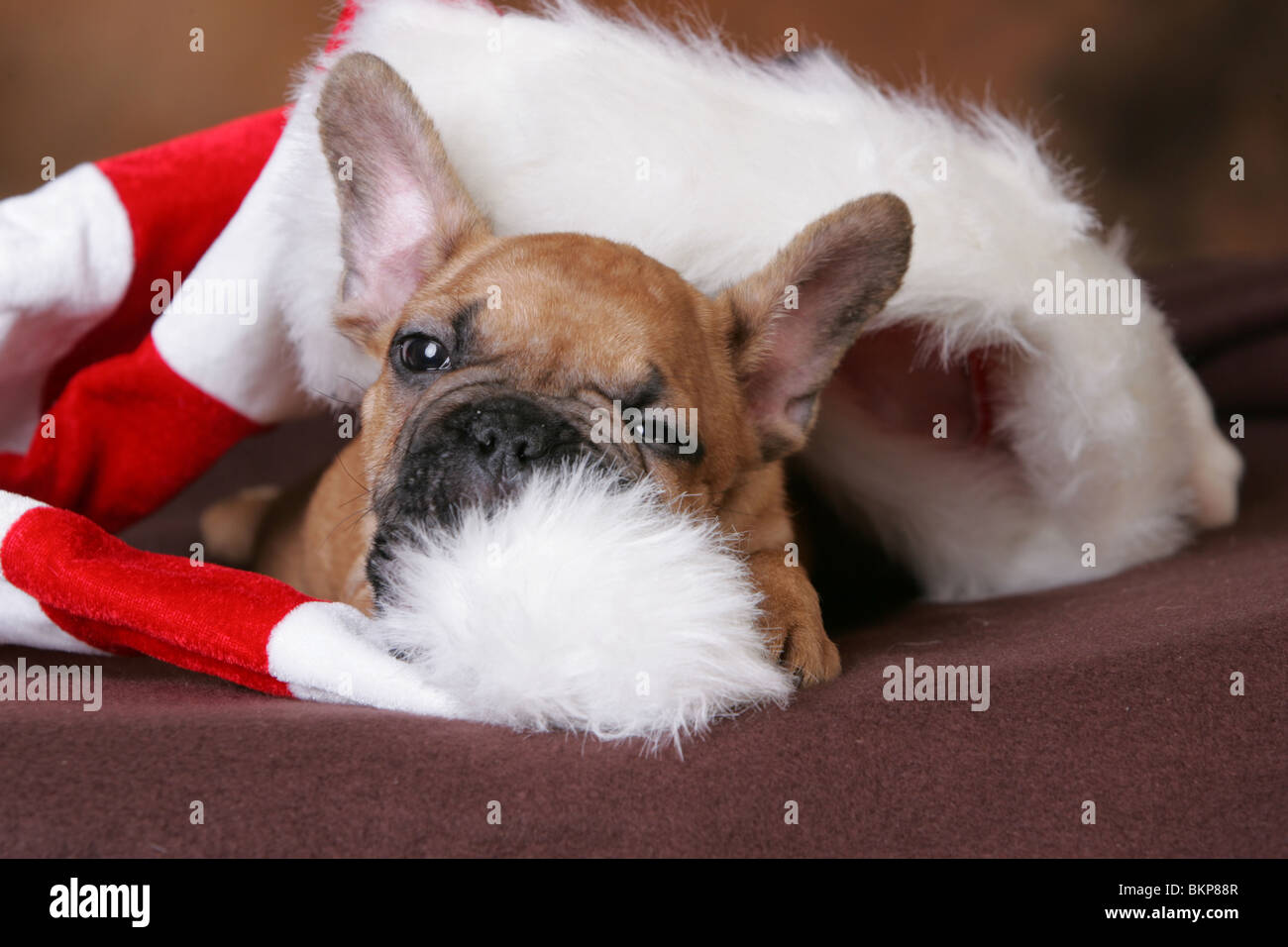 Bulldog francese cucciolo Foto Stock