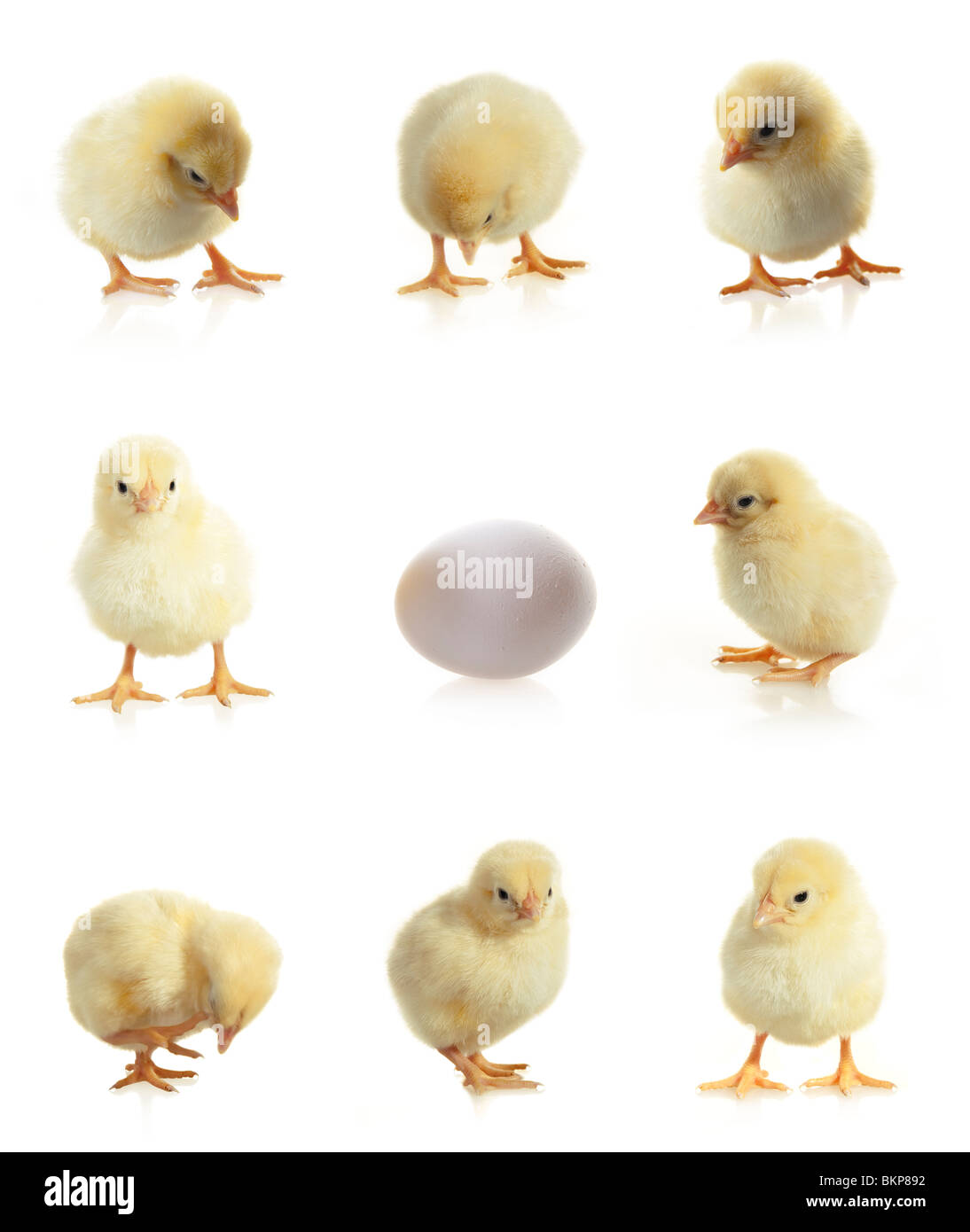 Giallo isolato di pollo e uovo su sfondo bianco Foto Stock