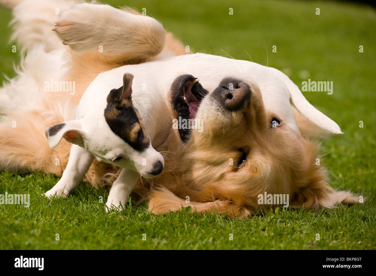 Un Golden Retriever giocando con la sua piccola tasca Jack Russell Terrier amico Foto Stock