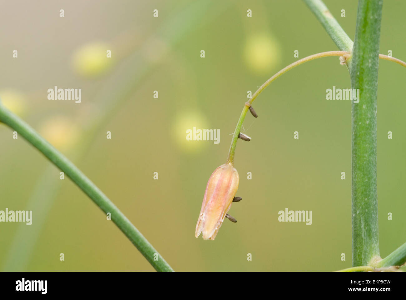 Aspergehaantje eitjes; Comune di asparagi uova beetle Foto Stock