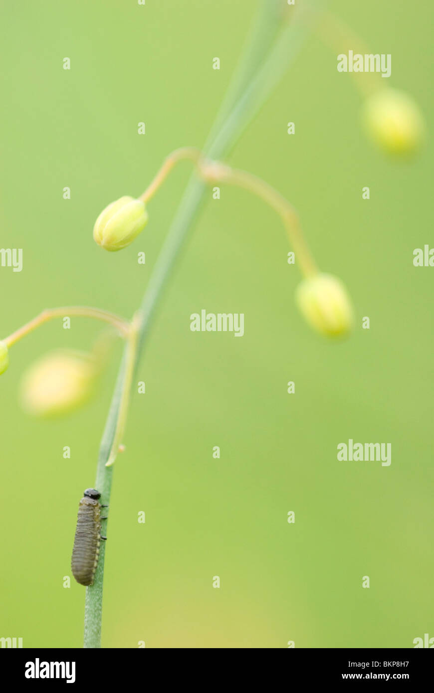 Aspergehaantje; crioceris asparagi; comune coleottero di asparagi Foto Stock