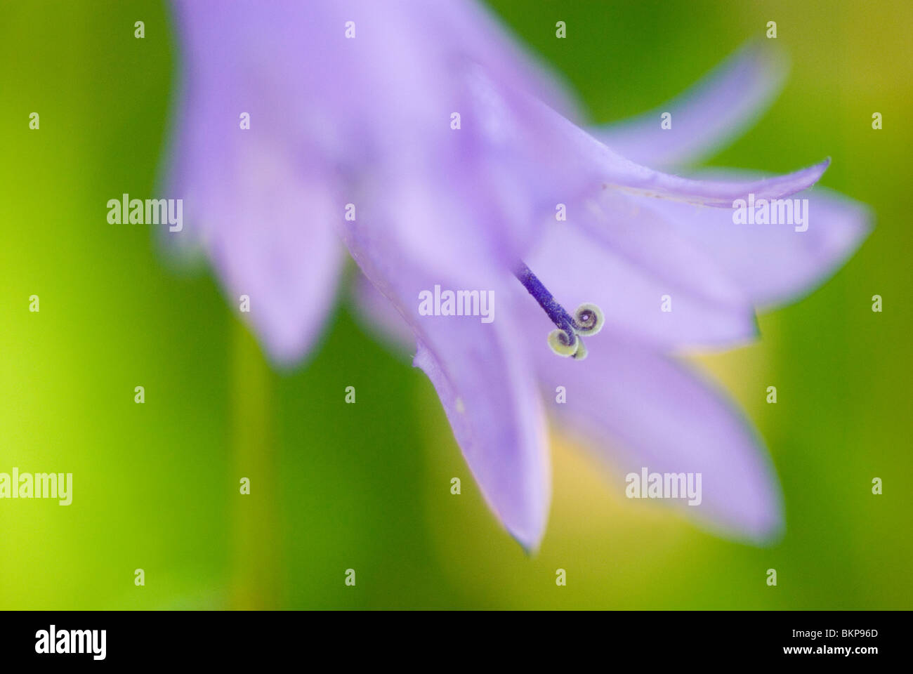 Akkerklokje; Campanula rapunculoides; Creeping bellflower; Foto Stock