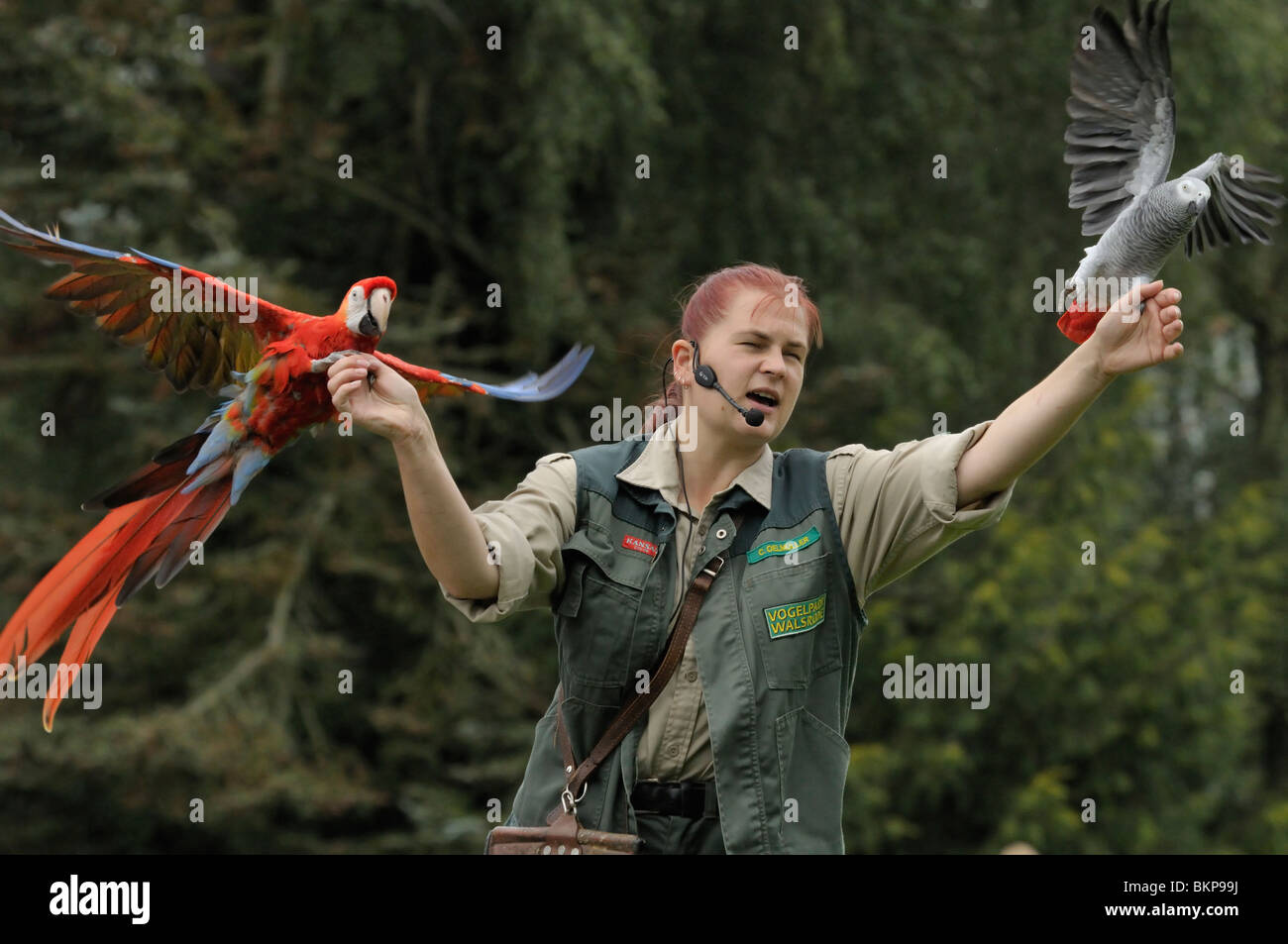 Vogel mostra incontrato geelvleugel ara en grijze roodstaartpapegaai a Walsrode vogelpark; spettacolo Bird con scarlet macaw e pappagallo grigio africano di walsrode vogelpark Foto Stock
