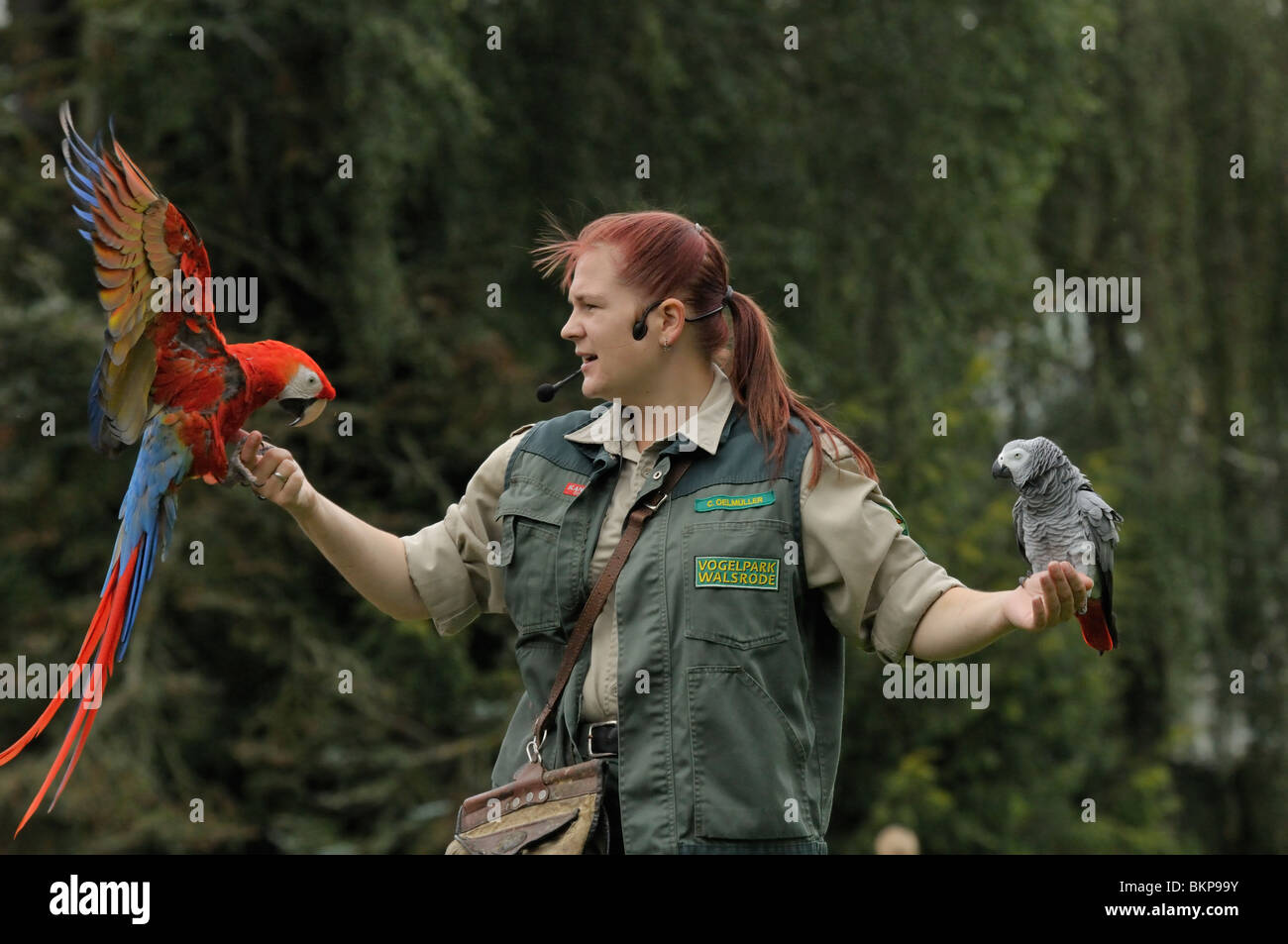 Vogel mostra incontrato geelvleugel ara en grijze roodstaartpapegaai a Walsrode vogelpark; spettacolo Bird con scarlet macaw e pappagallo grigio africano di walsrode vogelpark Foto Stock