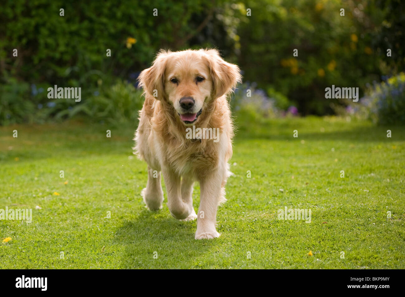 Il golden retriever cane in un giardino Foto Stock