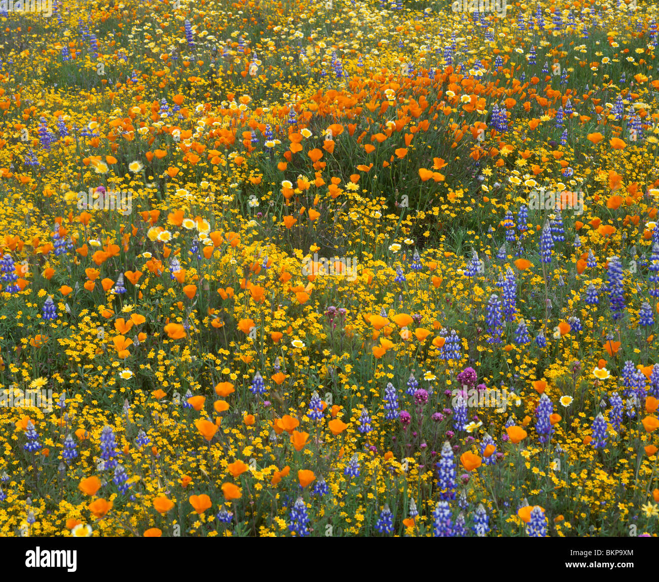 San Luis Obispo County, CA: Massa dettaglio della molla misti di fiori di campo Foto Stock