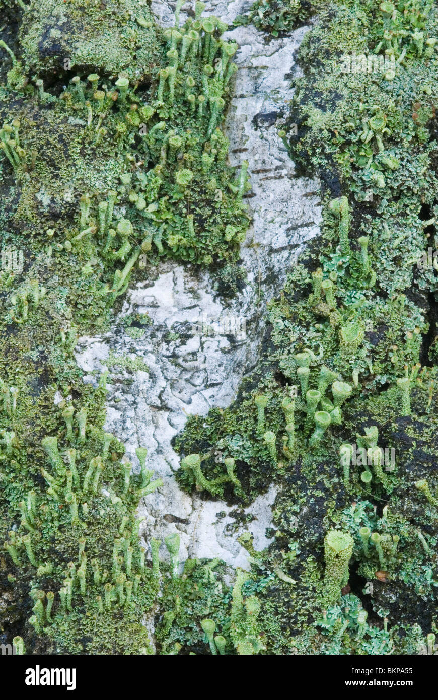 Bekertjesmos op berkenstam; false pixie-cup su berch di corteccia di albero; Foto Stock