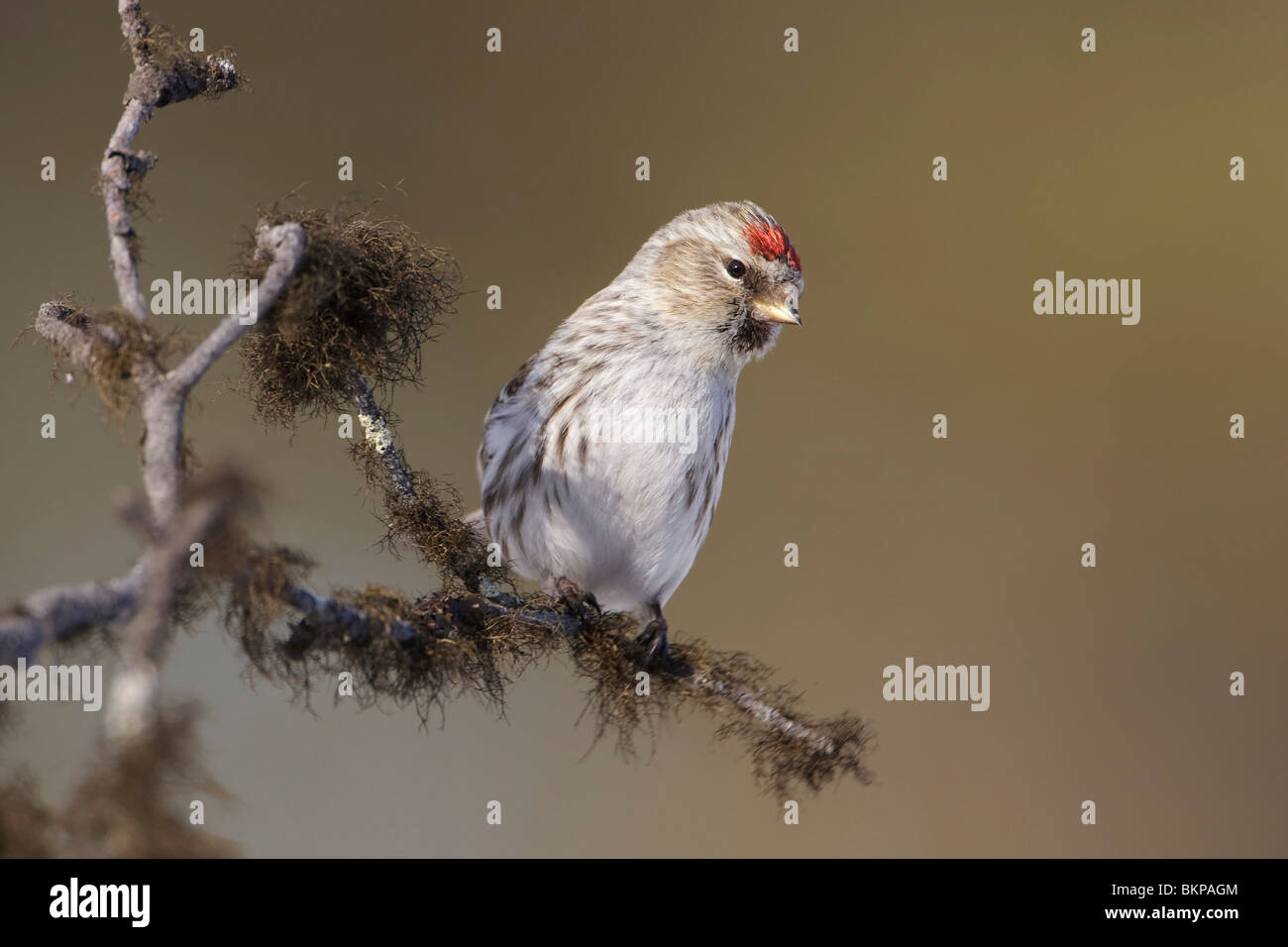 In tak; sul ramo Foto Stock