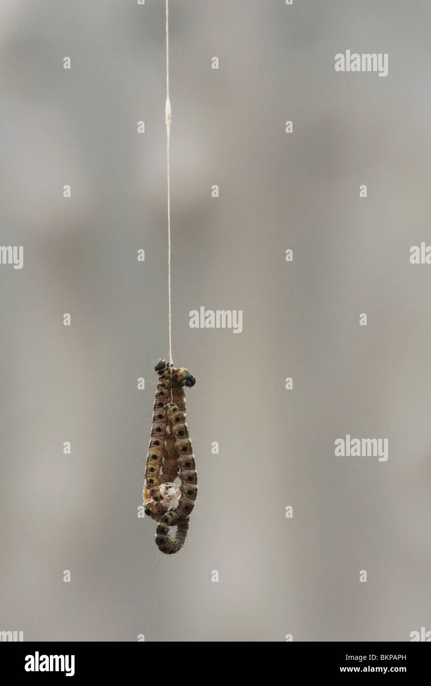 Hangen Stippelmotrupsen aan hun spinsel; Ermellino moth bruchi a loro web Foto Stock