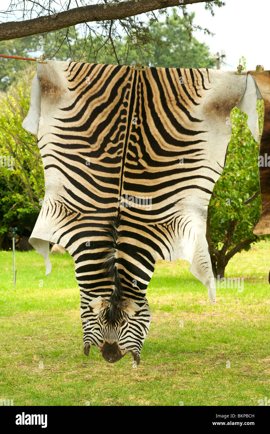 Pelle di zebra immagini e fotografie stock ad alta risoluzione - Alamy