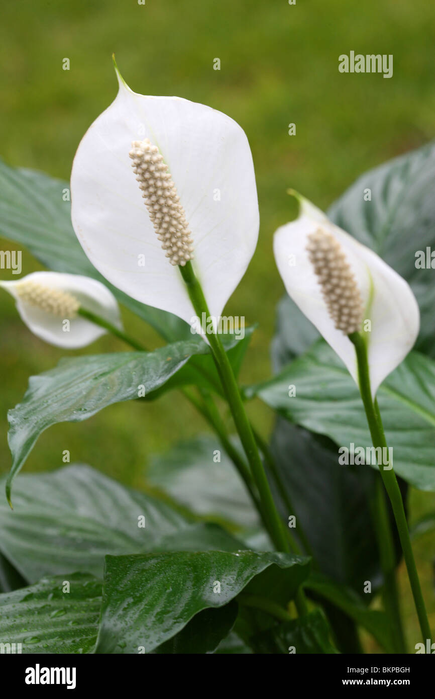 La pace Lily, Spathiphyllum Foto Stock