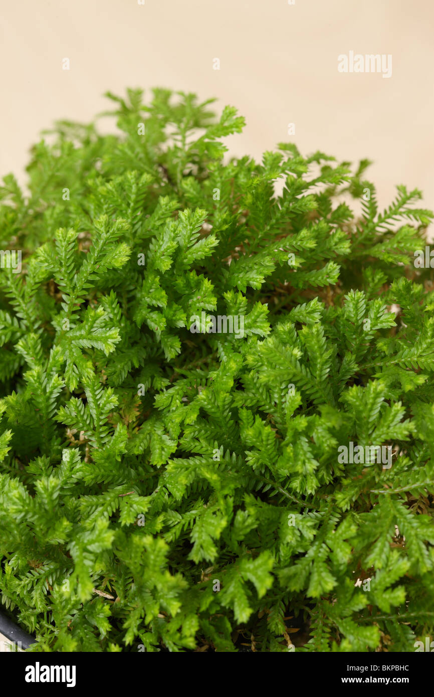 Club Moss, Selaginella sp. Foto Stock