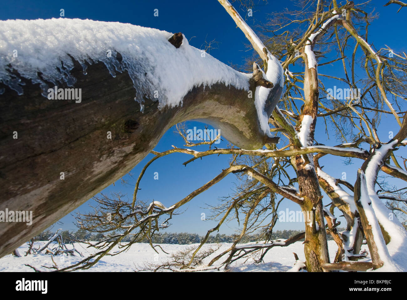 Dode den in besneeuwd landschap van de Veluwe, morto pino in una coperta di neve landschape del Veluwe Foto Stock