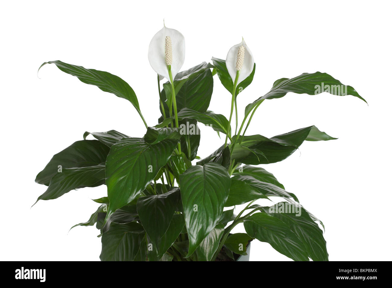 La pace Lily, Spathiphyllum Foto Stock