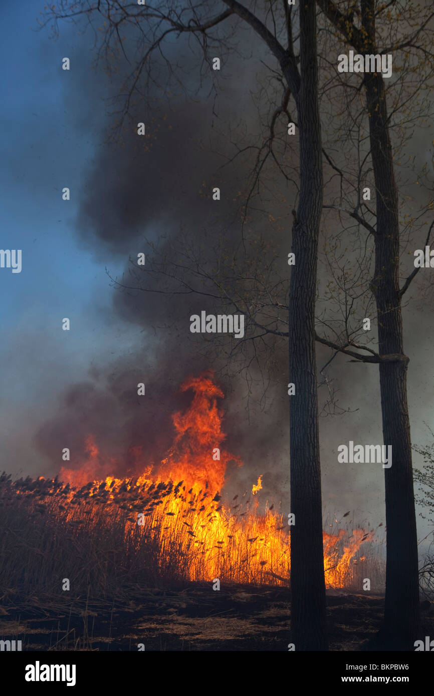 Masterizzazione prescritto per eliminare invasiva Reed gigante nel Michigan Park Foto Stock